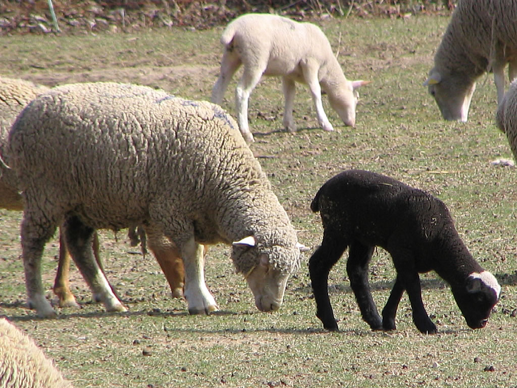 moutons az